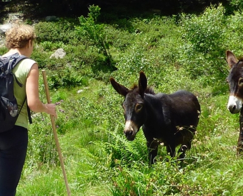 Frau-mit-Wanderstock-und-2- Esel