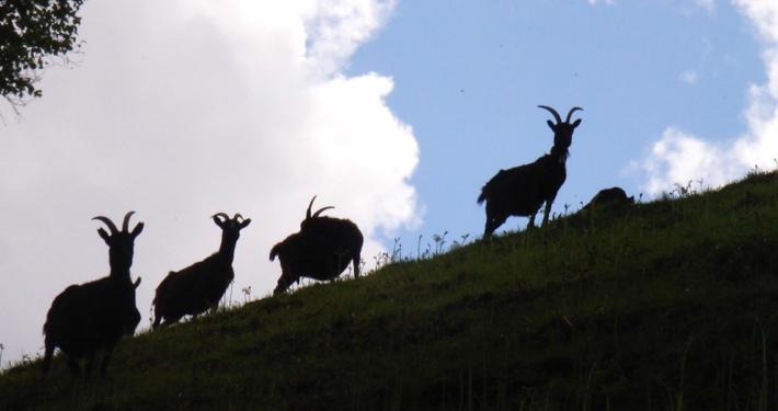 2-Ziegen-wandern-den-Berg-hoch