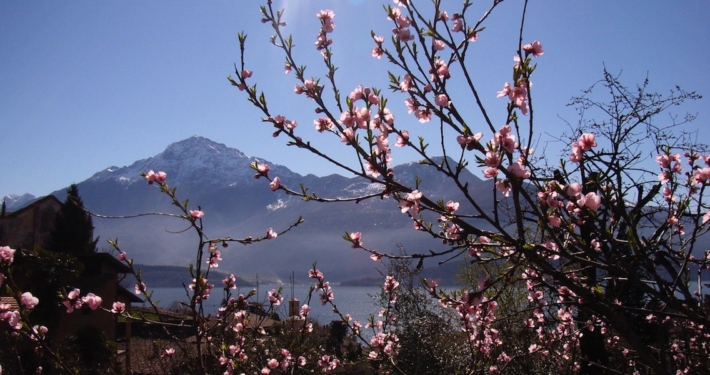 Bluehendes-Baeumchen-bei-Wanderreise-fuer-Frauen-am-Comersee