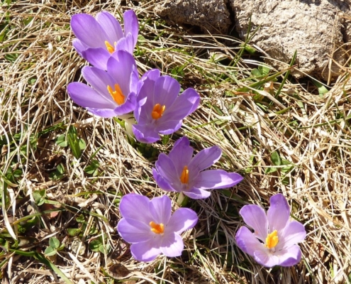 Krokus