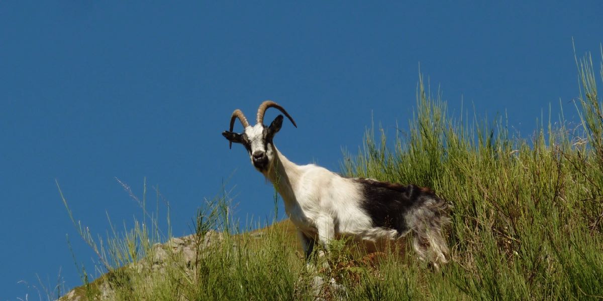 Martha-die-Koenigin-der-Bergziegen