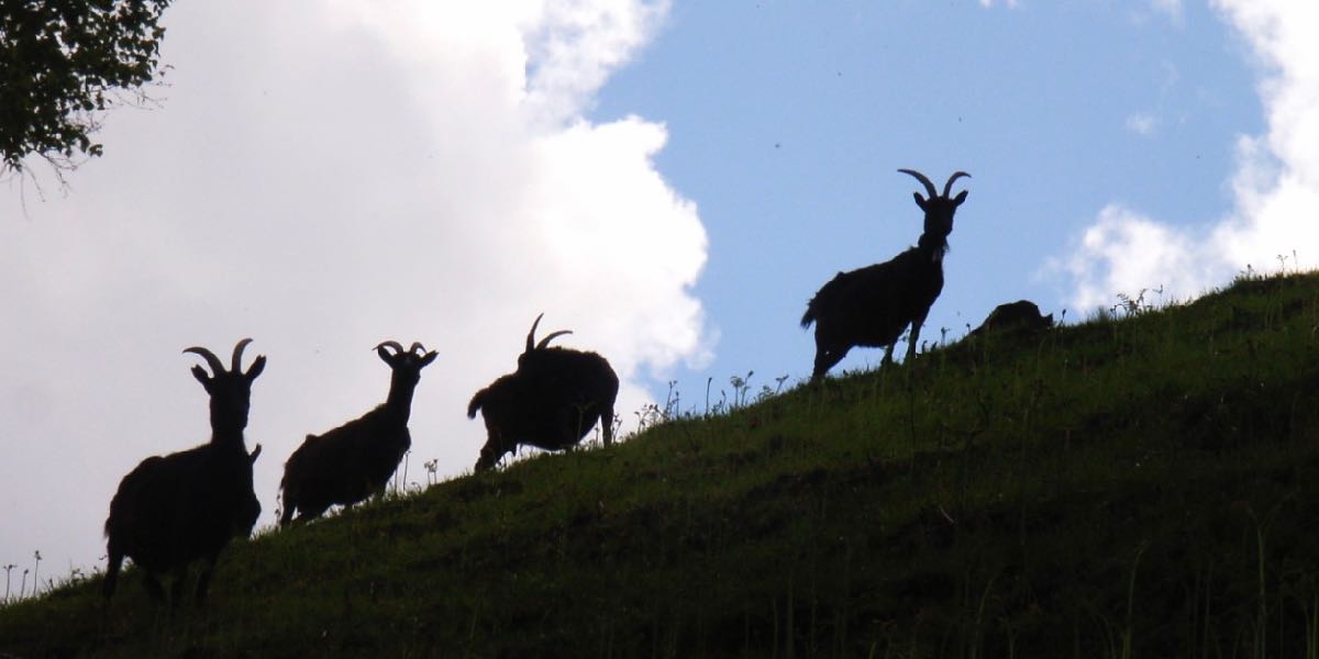 Ziegen-am-Hang-hinauf